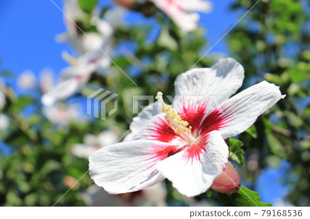 Mugue白花 79168536