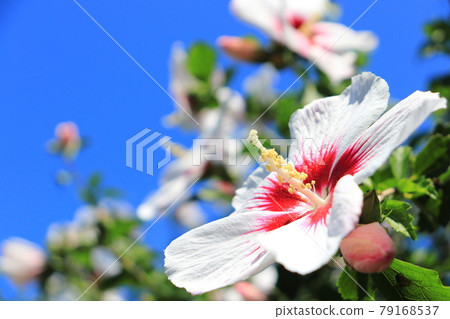 Mugue白花 79168537