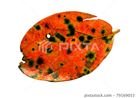 Autumn leaves of persimmon leaves Autumn leaves of persimmon leaves 79169053