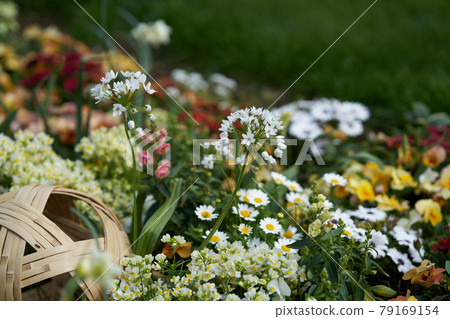 Flowers such as allium that bloom pretty Flowers such as allium that bloom pretty 79169154