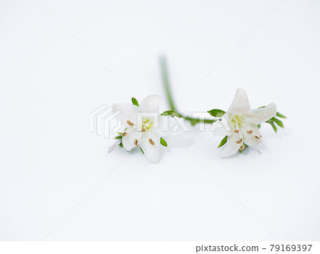 Close up Eukien tea flower 79169397