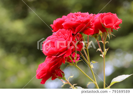 Roses, roses, flowers, plants, nature, full bloom, outdoors, roses, gardening, gardening, petals, flower fields, gardens, gardens, flowers 79169589