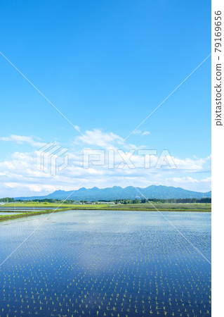 稻田 79169656