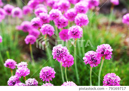 Cute pink flower Almeria Cute pink flower Almeria 79169717