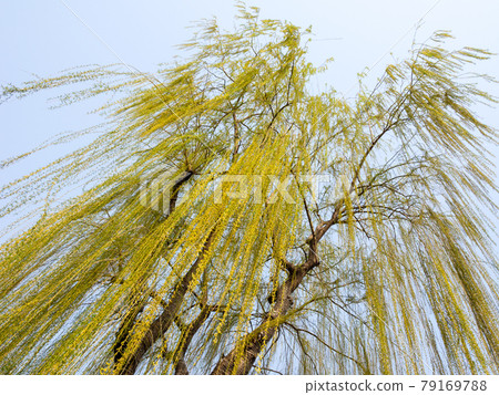 Willow tree with new green leaves 79169788