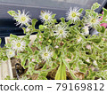 Ice plant flowers 79169812