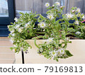 Ice plant flowers 79169813