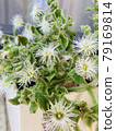 Ice plant flowers 79169814