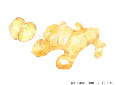 Ginger watercolor Ginger watercolor 79170030