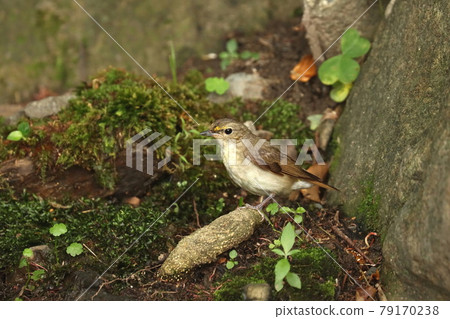 Narcissus flycatcher standing in the water 79170238