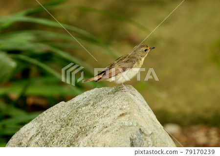 Narcissus flycatcher standing in the water 79170239