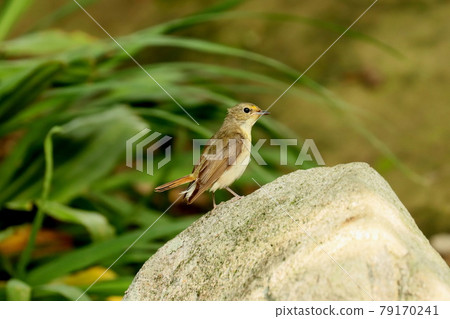 Narcissus flycatcher standing in the water Narcissus flycatcher standing in the water 79170241