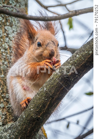 The squirrel with nut sits on a branches in the spring or summer. The squirrel with nut sits on a branches in the spring or summer. 79170252