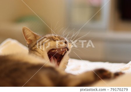 American Shorthair Blue Tabby, a cat that opens its mouth and yawns comfortably American Shorthair Blue Tabby, a cat that opens its mouth and yawns comfortably 79170279