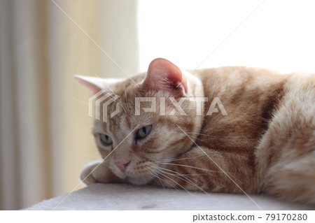Cat sleeping quietly American Shorthair Red Tabby Cat sleeping quietly American Shorthair Red Tabby 79170280