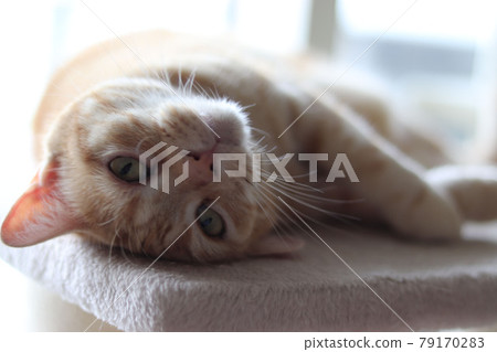 Cat American Shorthair Red Tabby Inviting In Azatoi Pose Cat American Shorthair Red Tabby Inviting In Azatoi Pose 79170283