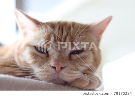 Sleepy but disturbed cat with a moody face American Shorthair Red Tabby Sleepy but disturbed cat with a moody face American Shorthair Red Tabby 79170284