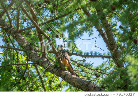 Eurasian hobby, falco subbuteo, sitting on top of larch tree. Cute majestic falcon bird of prey in wildlife. The Eurasian hobby , Falco subbuteo 79170327