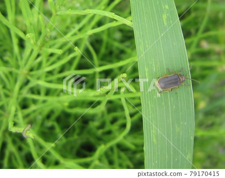 甲殼蟲 黃守瓜 完整 79170415