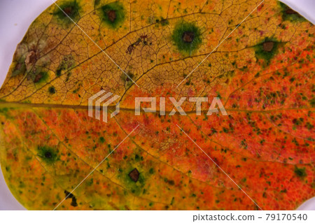 Autumn leaves of persimmon leaves Autumn leaves of persimmon leaves 79170540