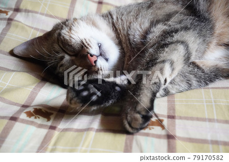 Sleeping Kijitora 79170582