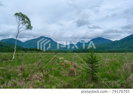 Oku-Nikko Azalea 79170705