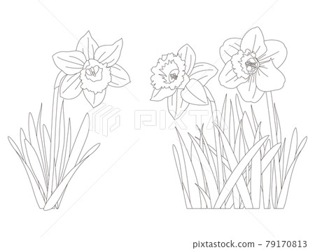 Flower coloring book Narcissus flowers Flower coloring book Narcissus flowers 79170813