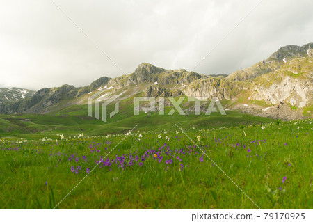 green meadow in Lukavica Plateau in the spring, Montenegro 79170925