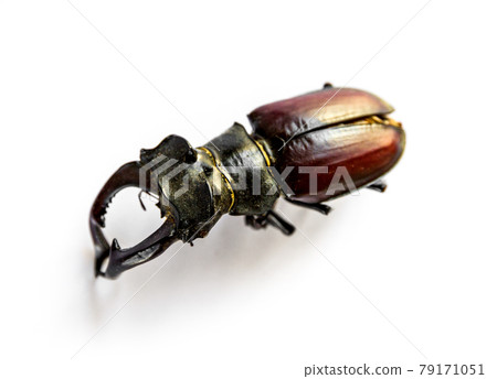 European stag beetle on white background European stag beetle on white background 79171051