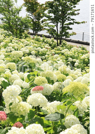Odaiba Hydrangea Mizunohiroba Park 79171651