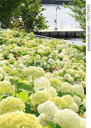 Odaiba Hydrangea Mizunohiroba Park 79171652