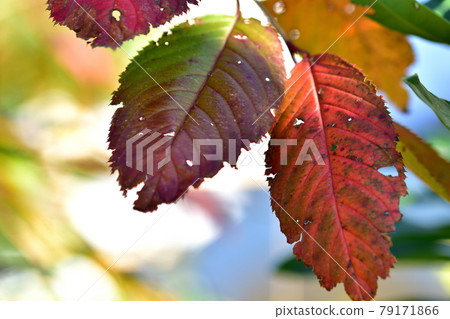 Autumn leaves of cherry leaves Autumn leaves of cherry leaves 79171866