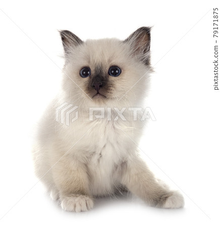 birman kitten  in studio 79171875