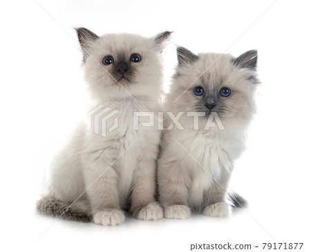 birman kitten in studio birman kitten in studio 79171877