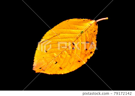 Autumn leaves of cherry leaves Autumn leaves of cherry leaves 79172142