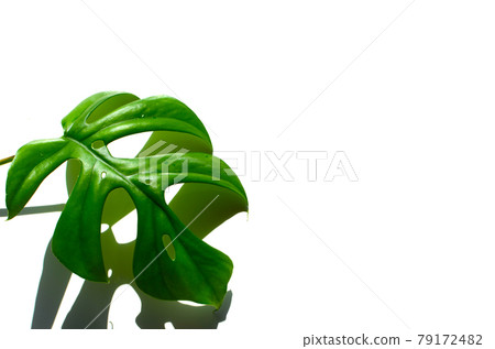 White background, taken with sunlight, bright green, princess of foliage plant Monstera 79172482