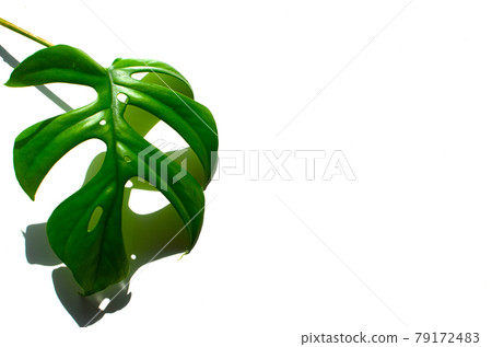 白色背景，陽光下，鮮綠色，葉子植物龜背竹公主 79172483