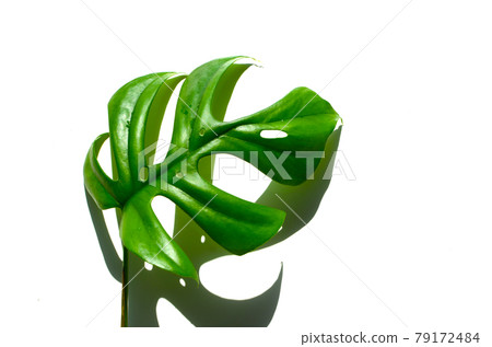 白色背景，陽光下，鮮綠色，葉子植物龜背竹公主 79172484