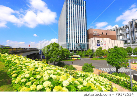 Odaiba Symbolic Promenade Park Hydrangea 79172534