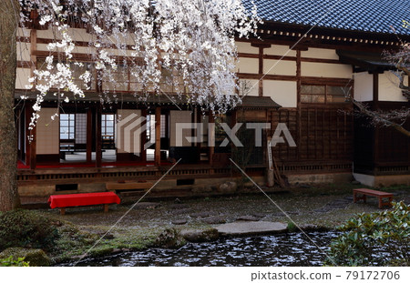 Cherry blossoms in the temple hall and garden 79172706