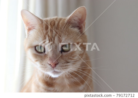 Model-like cat looking at the camera American Shorthair Red Tabby Model-like cat looking at the camera American Shorthair Red Tabby 79172712