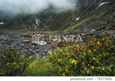Alpenrose and waterfalls in the valley under low fog. Alpine landscape. Sulzenau Alm, Stubai Alps, Austria. Hiking trail 79173085