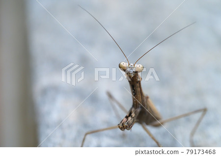 Cockereaches 79173468