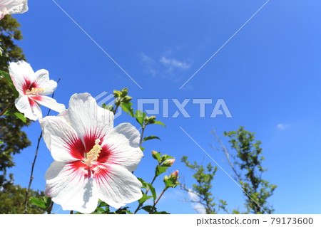 Mukuga白花和藍天 79173600