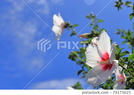 Mukuga白花和藍天 Mukuga白花和藍天 79173625