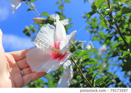 Mukuge white flowers and hands 79173897