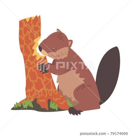 Cute Beaver Gnawing Old Tree Trunk, Brown Rodent Wild Mammal Animal Cartoon Vector Illustration Cute Beaver Gnawing Old Tree Trunk, Brown Rodent Wild Mammal Animal Cartoon Vector Illustration 79174000