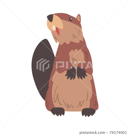 Cute Funny Brown Beaver Standing on its Hind Legs, Wild Rodent Animal Cartoon Vector Illustration Cute Funny Brown Beaver Standing on its Hind Legs, Wild Rodent Animal Cartoon Vector Illustration 79174001