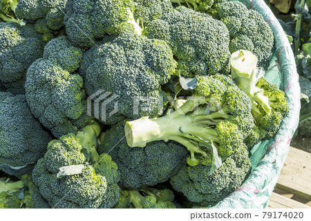 The farmer harvesting the green cauliflower in the field, Taiwan. 79174020