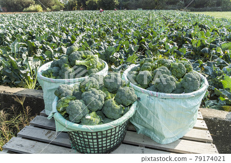 The farmer harvesting the green cauliflower in the field, Taiwan. 79174021